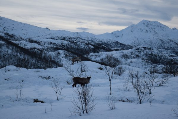 Norvegia, isole Lofoten e Vesterålen: informazioni utili