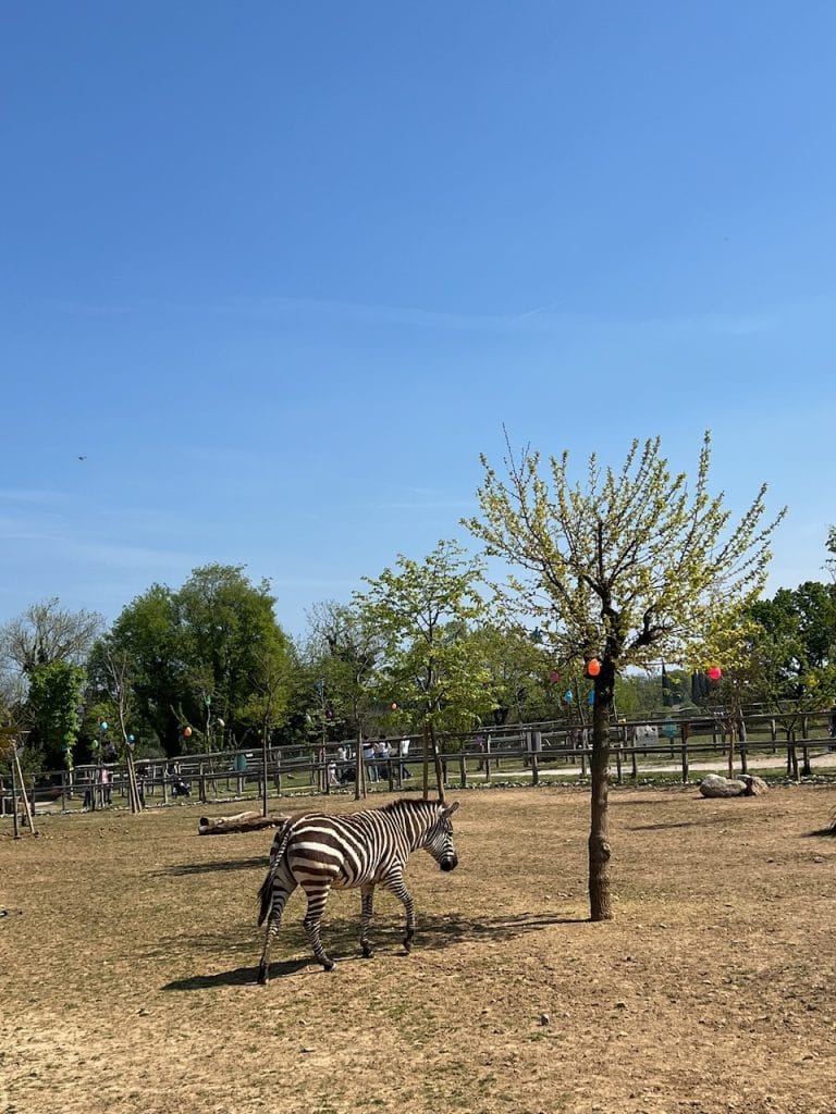 Gita fuori porta in Veneto con bambini: zebre in fattoria